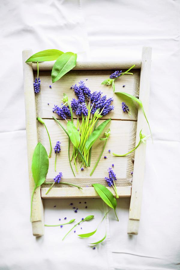 Arrangement Of Grape Hyacinths And Ramsons Leaves In Old Wooden Frame Photograph by Sabine Lscher