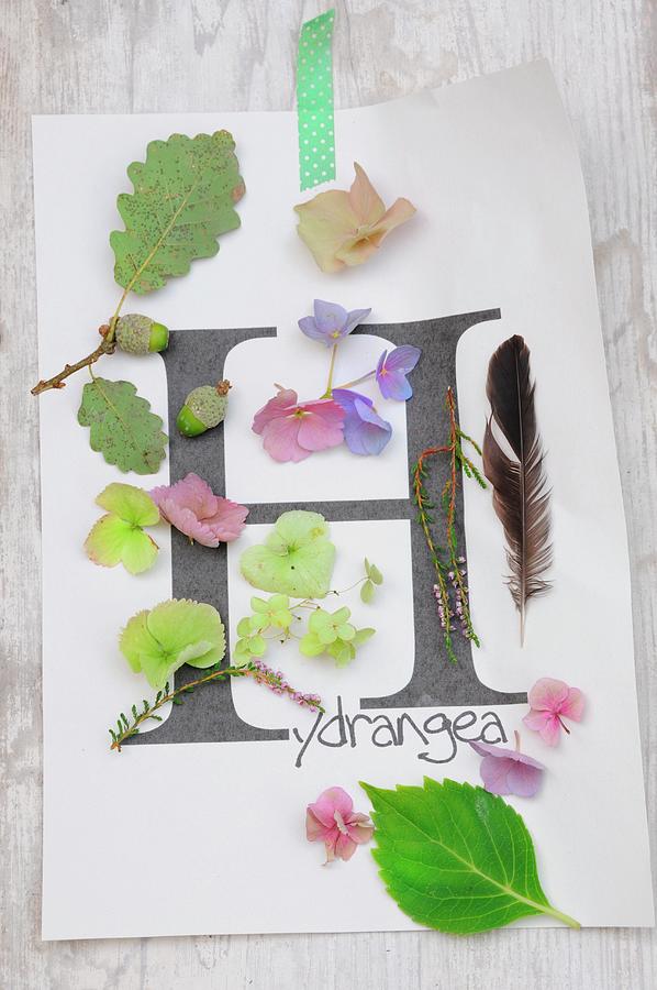 Arrangement Of Letter H Printed On Paper And Autumnal Natural Finds hydrangea Petals, Acorns, Heather, Feather Photograph by Revier 51
