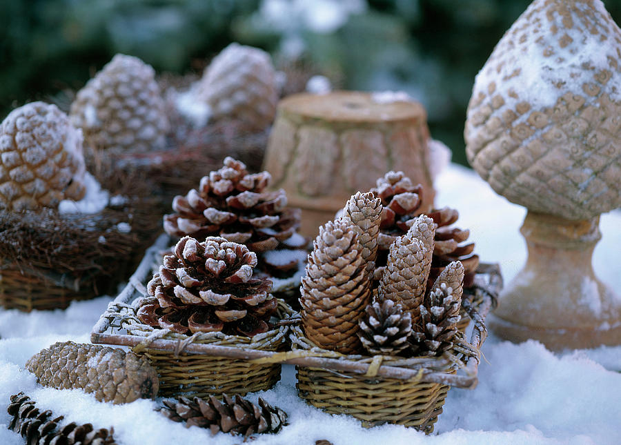 Arrangement Of Pine And Spruce Cones In Snow Photograph by Strauss, Friedrich