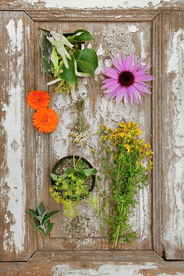 Arrangement Of Various Fresh And Dried Medicinal Herbs Photograph by Sabine Lscher