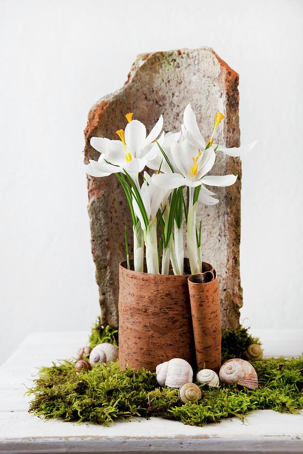 Arrangement Of White Crocuses In Piece Of Bark On Bed Of Moss In Front Of Roof Tile Fragment Photograph by Sabine Lscher