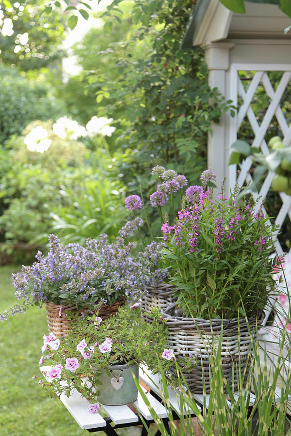 Arrangement With Catmint, Purple Loosestrife, Petunias, And Ornamental Leeks In Baskets Photograph by Sonja Zelano