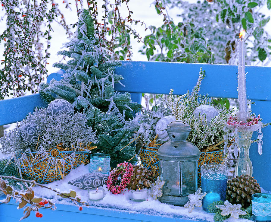 Arrangement With Hoarfrost On Blue Bench Photograph by Friedrich Strauss