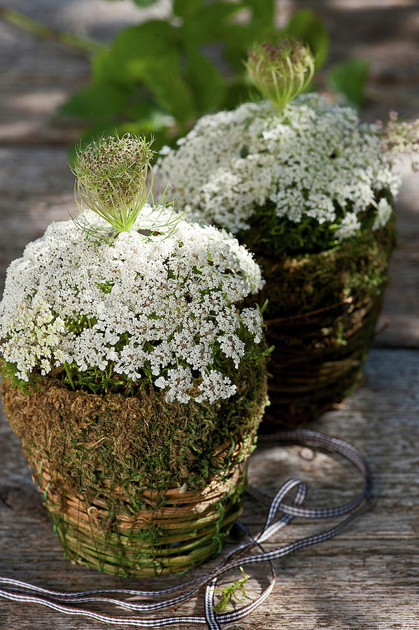 Arrangements Of Queen Annes Lace And Moss In Baskets Photograph by Elisabeth Berkau