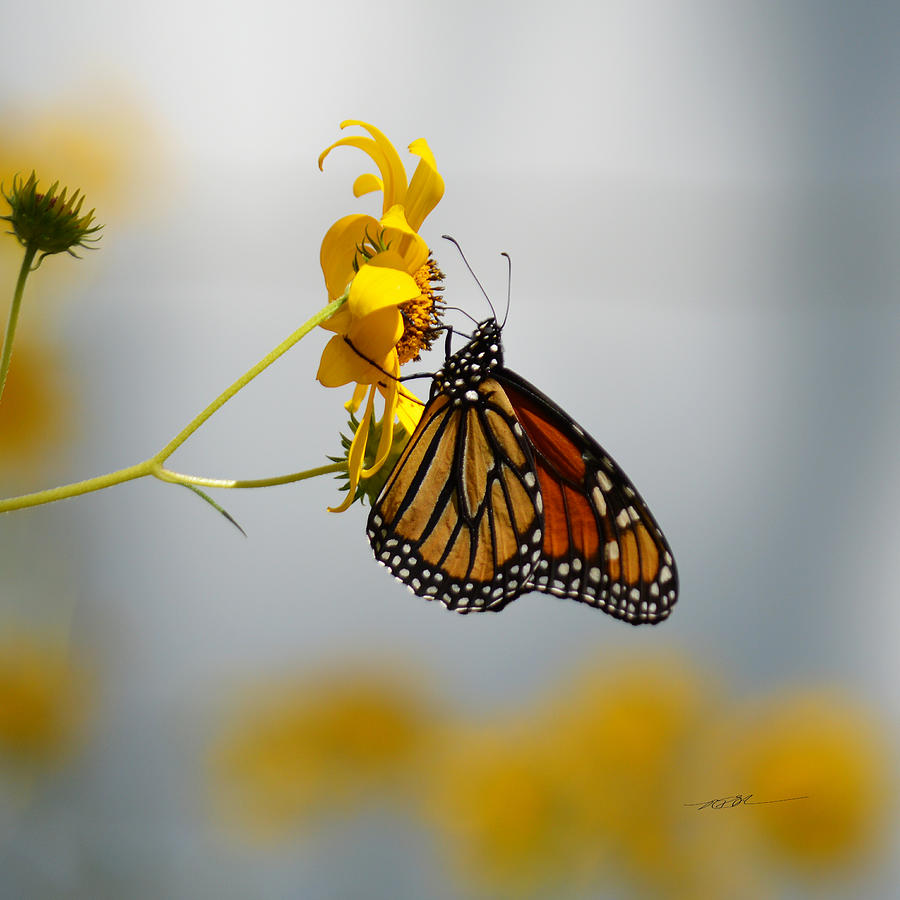 Arrival Monarch Butterfly Photograph By Rd Erickson