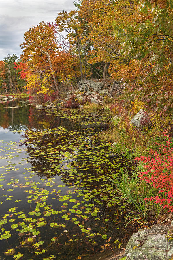 Autumn Shoreline Photograph by Angelo Marcialis