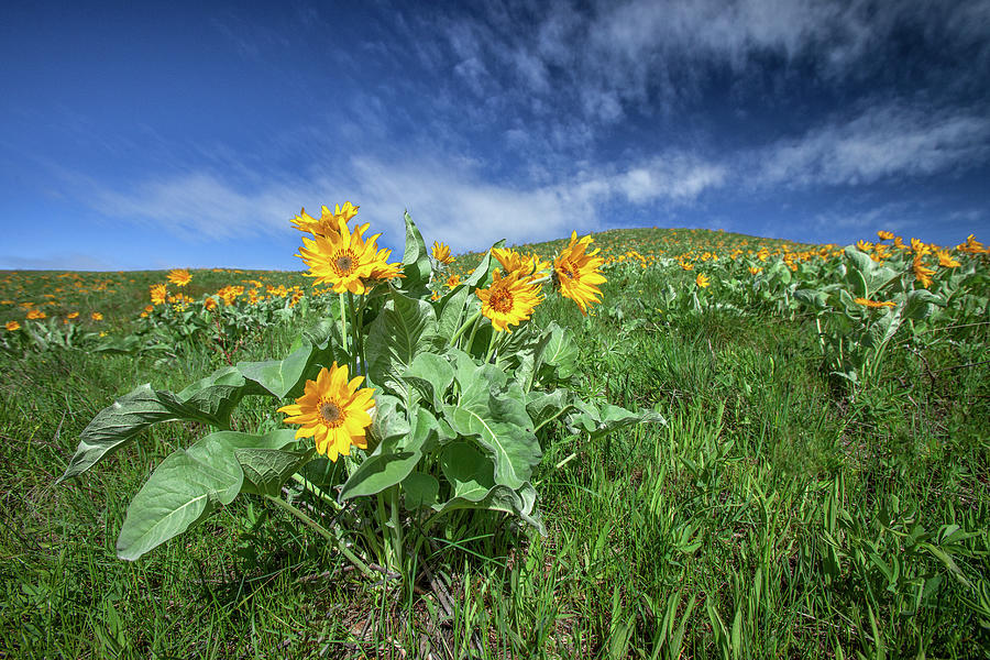 Sunflower Photograph - Arrowleaf Balsamroot by Todd Klassy