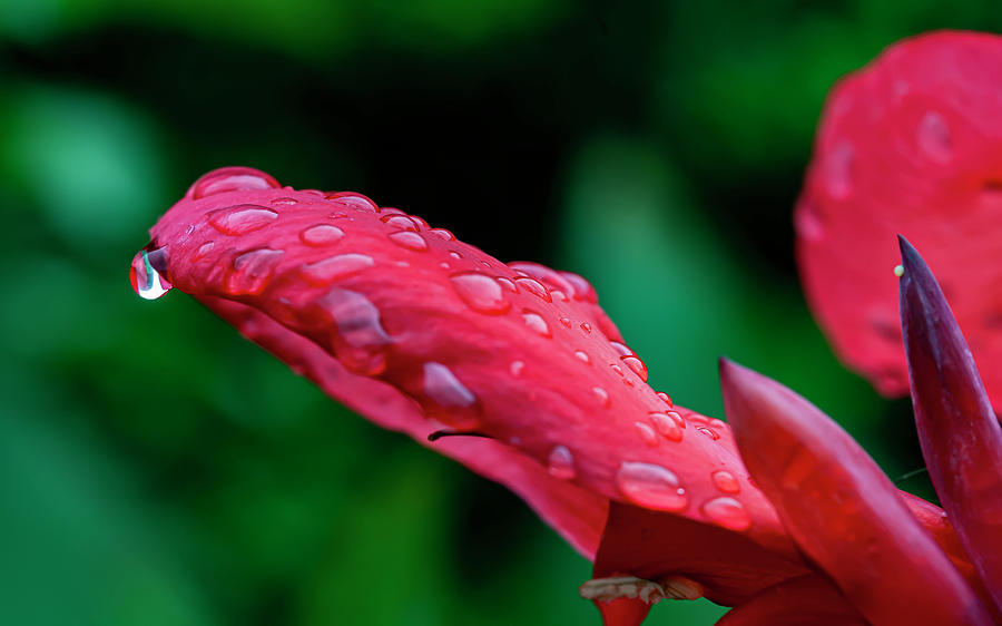 Arrowroot and Raindrops Photograph by Robert Ullmann