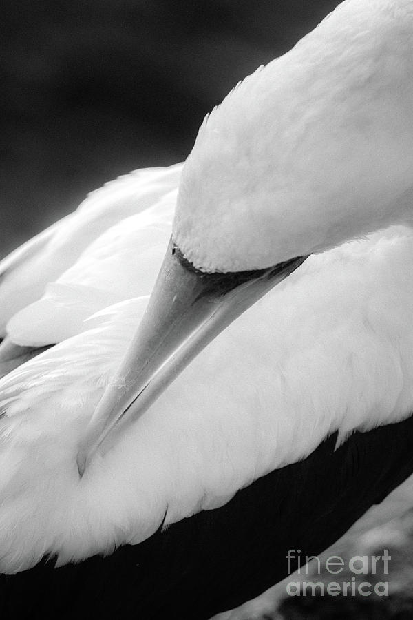 Art in Nature Photograph by Becqi Sherman