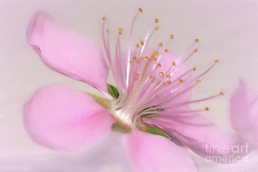 Art of a Pink Blossom by Kaye Menner Photograph by Kaye Menner
