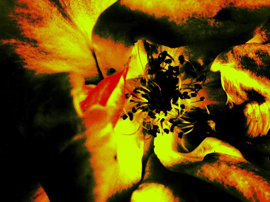 Art of the Burning Rose 3 Photograph by Jeremy Lyman