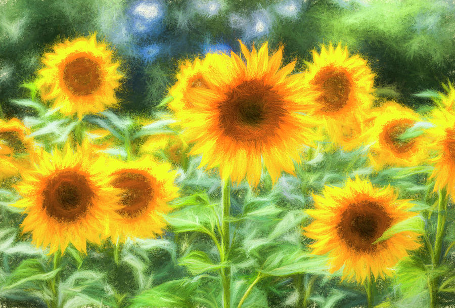 Art Of The Sunflower Turner Photograph