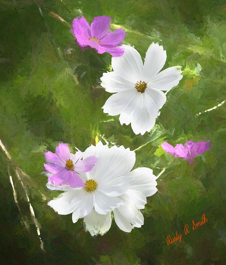Art photograph of white and pink Coreopsis flowers. by Rusty R Smith Art photograph of white and pink Coreopsis flowers. by Rusty R Smith