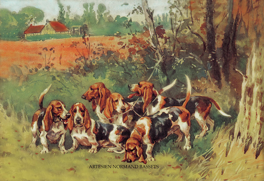 Artesien Normand Bassets Painting by Baron Karl Reille
