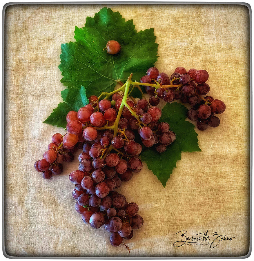 Artful Grapes  Photograph by Barbara Zahno