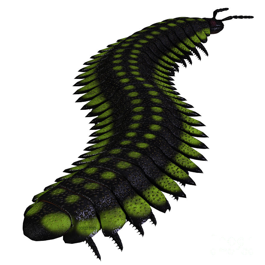 Arthropleura Invertebrate Tail Digital Art by Corey Ford