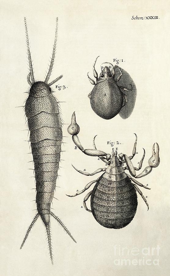 Silverfish Photograph - Arthropods In Hookes Micrographia (1665) by Library Of Congress, Rare Book And Special Collections Division/science Photo Library Silverfish Photograph - Arthropods In Hookes Micrographia (1665) by Library Of Congress, Rare Book And Special Collections Division/science Photo Library
