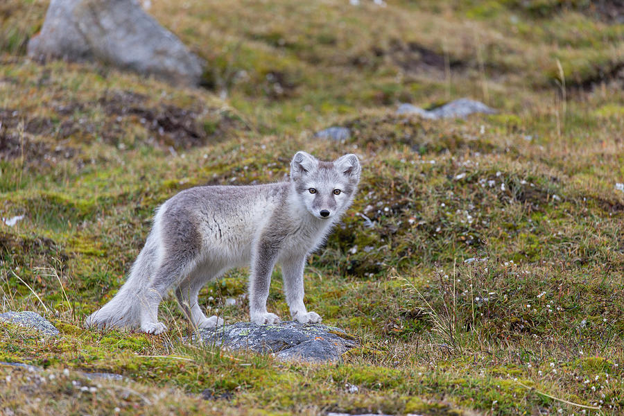 Artic Fox In Svalbard Photograph by Suzi Eszterhas