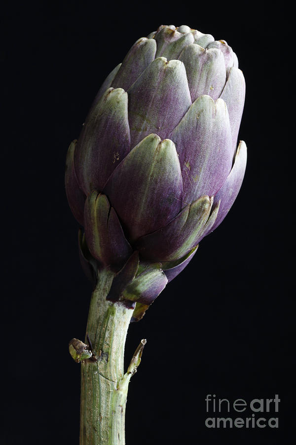 Salad Photograph - Artichoke Classic Still Life by Tommaso Lizzul Salad Photograph - Artichoke Classic Still Life by Tommaso Lizzul