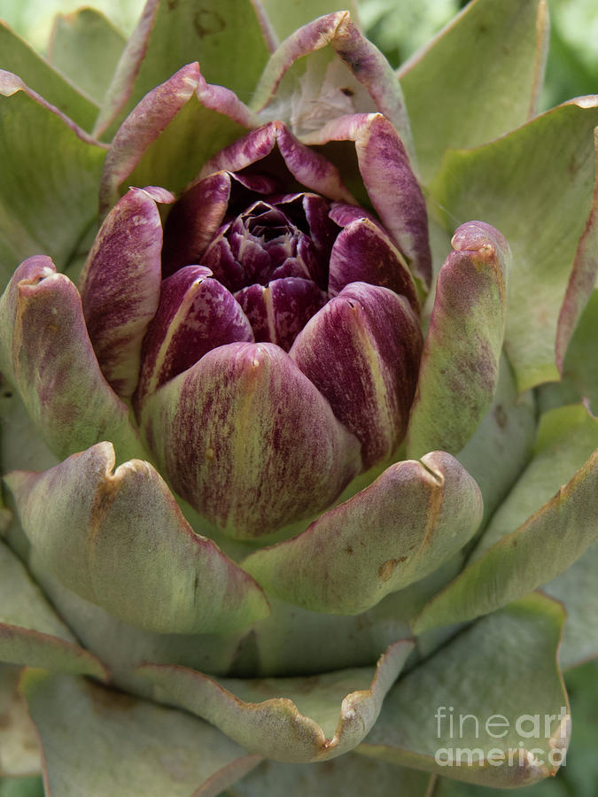 Artichoke Plant Photograph by Christy Garavetto