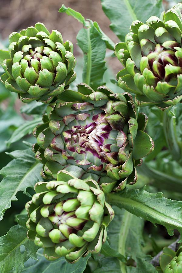 Artichokes On The Plant Photograph by Yelena Strokin