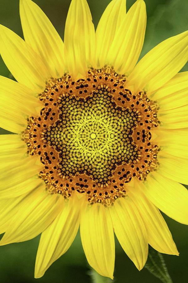 Artistic 2 Perfect Sunflower Photograph by Don Johnson
