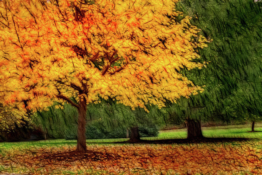 Artistic Autumn Gold Photograph by Don Johnson