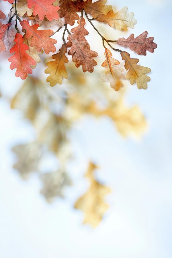 Artistic Autumn Leaf Background Series Photograph by Liliboas