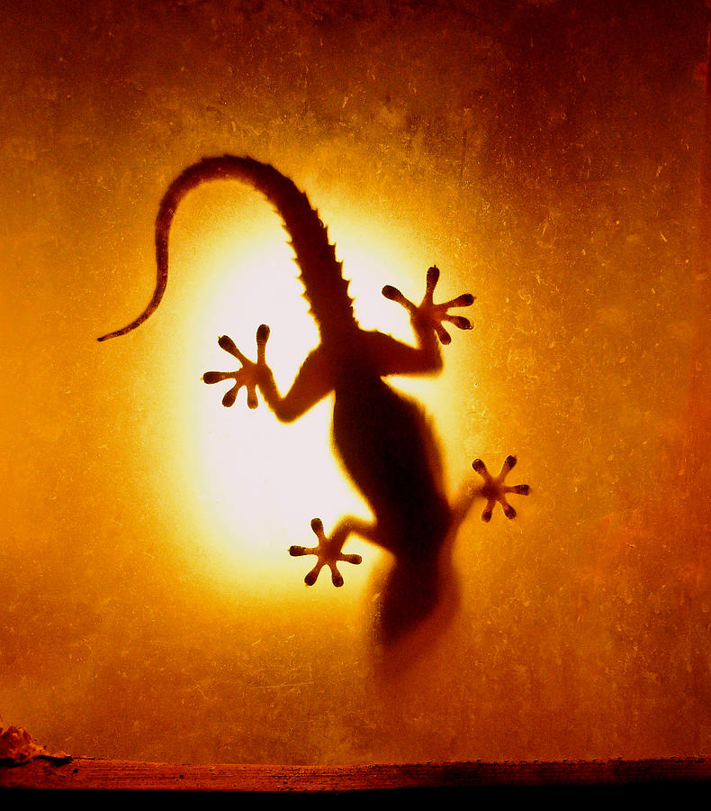 Artistic Backlight Shot Of A Gecko Photograph by Sir Francis Canker Photography
