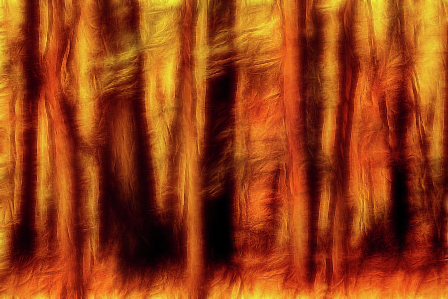 Artistic Fall Forest Swipe Photograph by Don Johnson