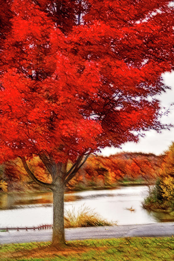 Artistic Fall Tree at Lake Photograph by Don Johnson