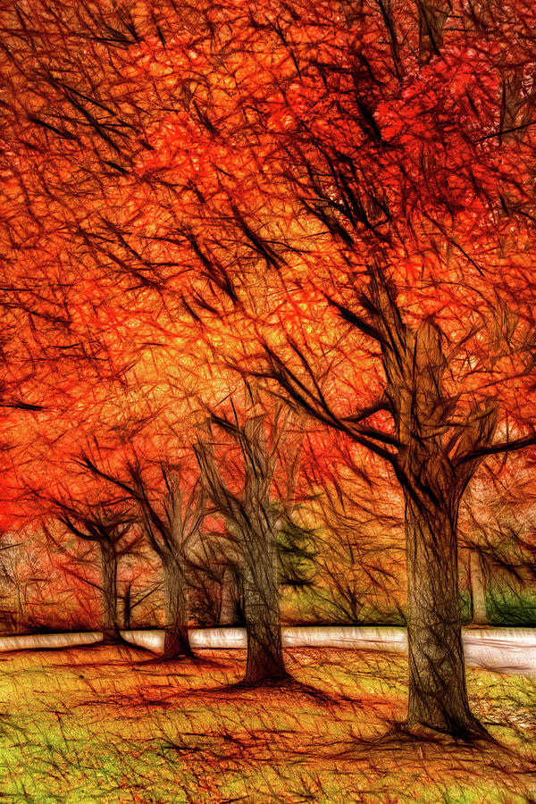 Artistic Four Fall Trees Photograph by Don Johnson