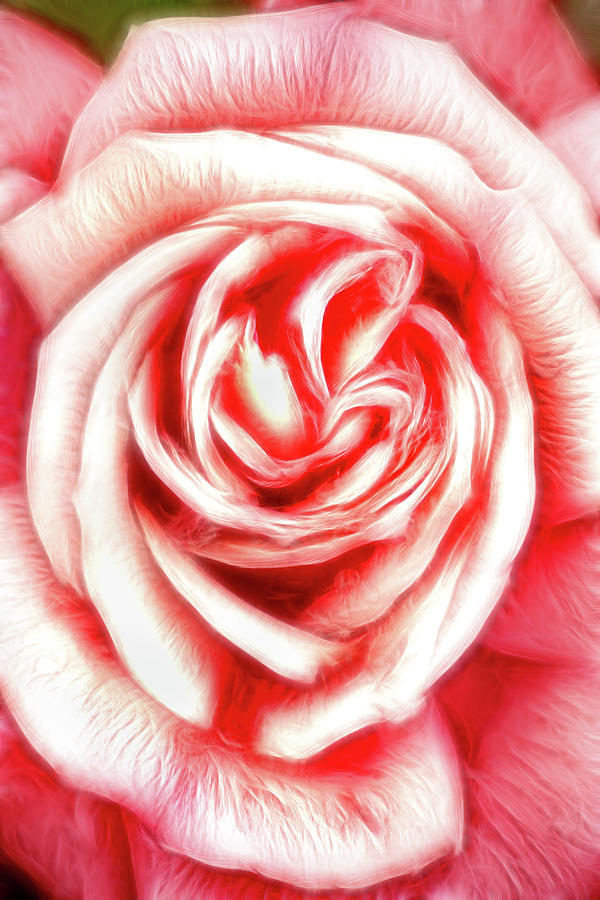 Artistic Mothers Day Rose Photograph by Don Johnson
