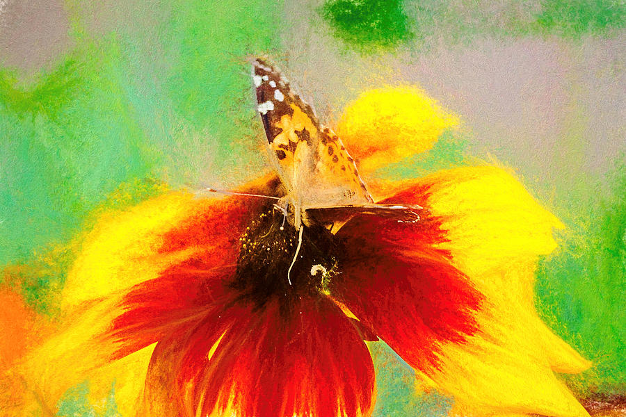 Artistic Painted Lady Butterfly Photograph by Don Northup