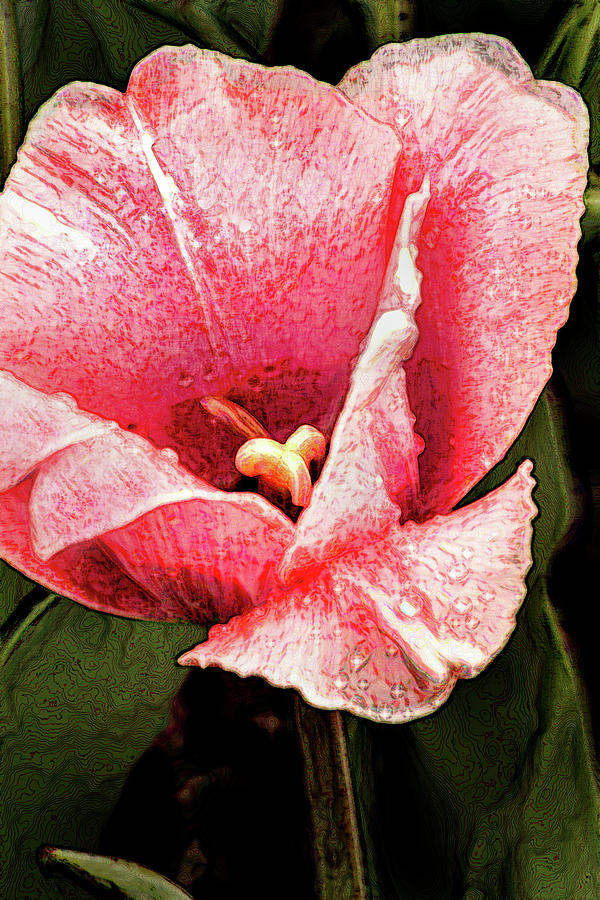Artistic Pink Tulip Macro Photograph by Don Johnson