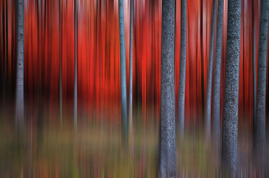 Artistic Red Forest In Autumn Photograph by Philippe Sainte-laudy Photography