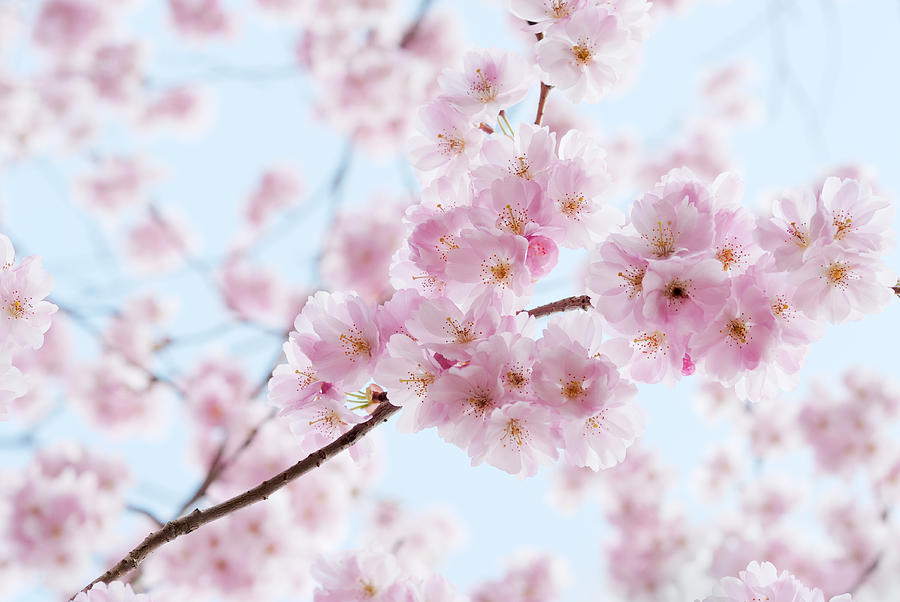 Artistic Shot Of Cherry Blossom, With Photograph by Pixonaut