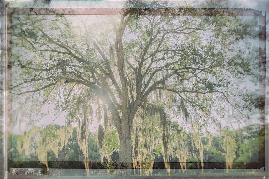 Artistic Shot Of Tree With Spanish Moss Digital Art by Laura Diez