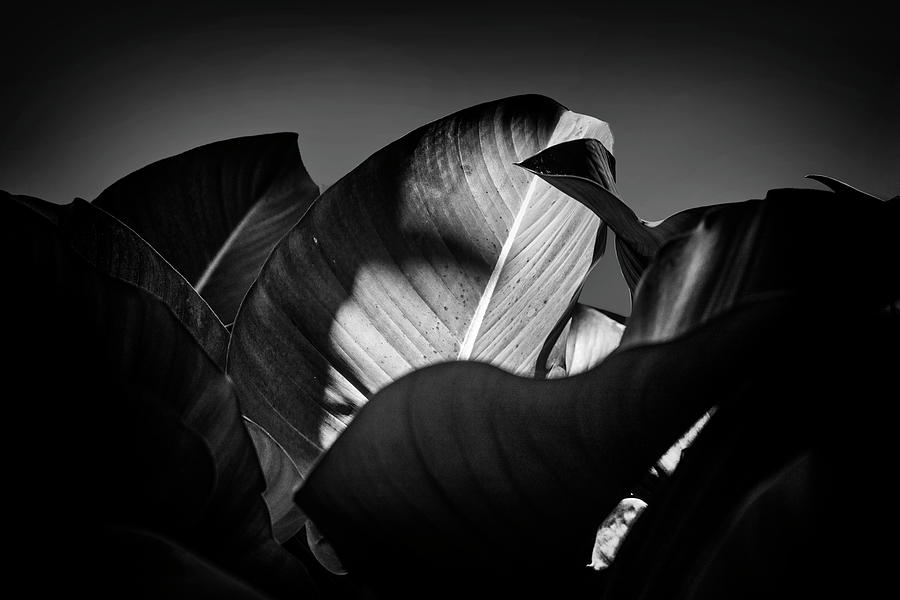 Artistic View Of Plant Leaves Digital Art by Laura Diez