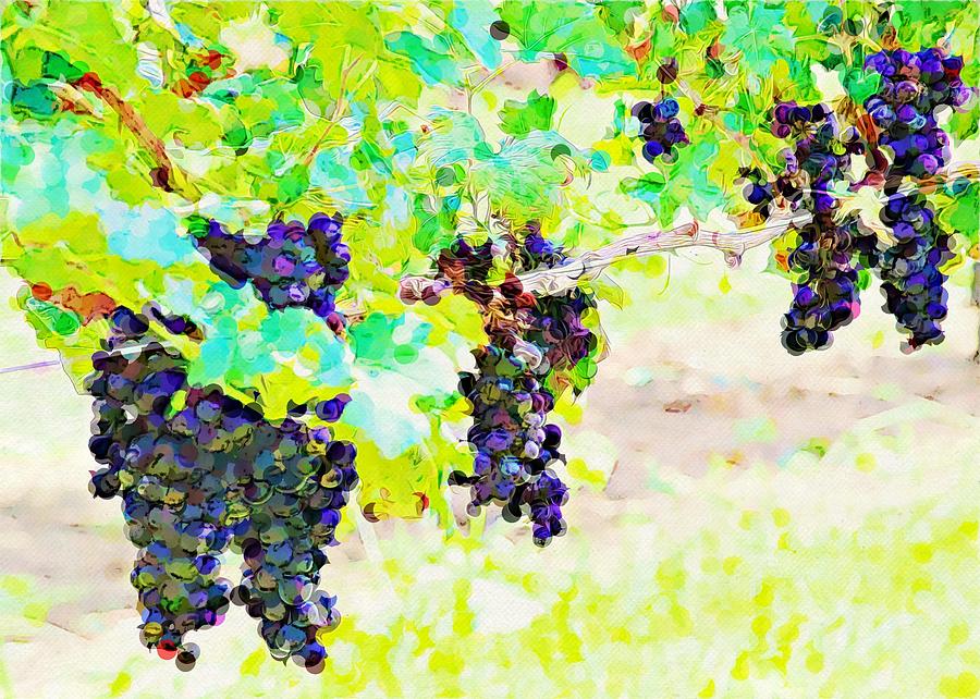 Artistic Vitis Vinifera Ready To Harvest 2 Photograph by Cathy Lindsey