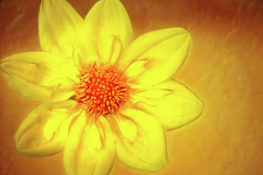 Artistic Yellow Dahlia Photograph by Don Johnson
