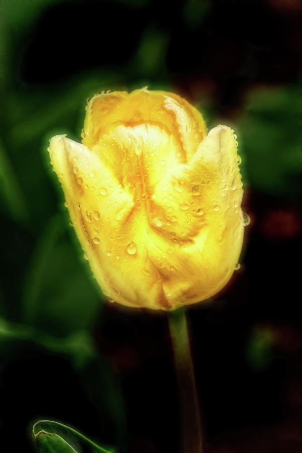 Artistic Yellow Tulip-Side Photograph by Don Johnson
