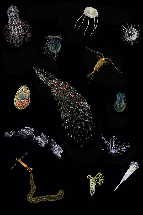 Artists of the drifting world - plankton Digital Art by John Dolan ...