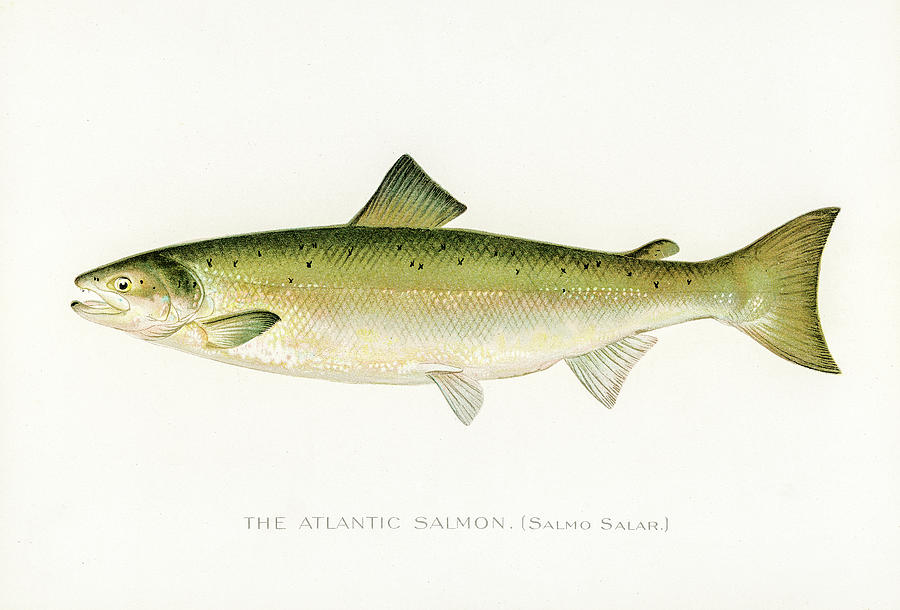 Atlantic Salmon Drawing by David Letts