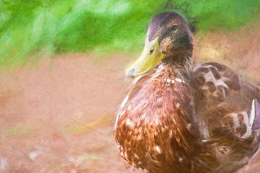 Artsy Duck Chalk Smudge Photograph by Don Northup