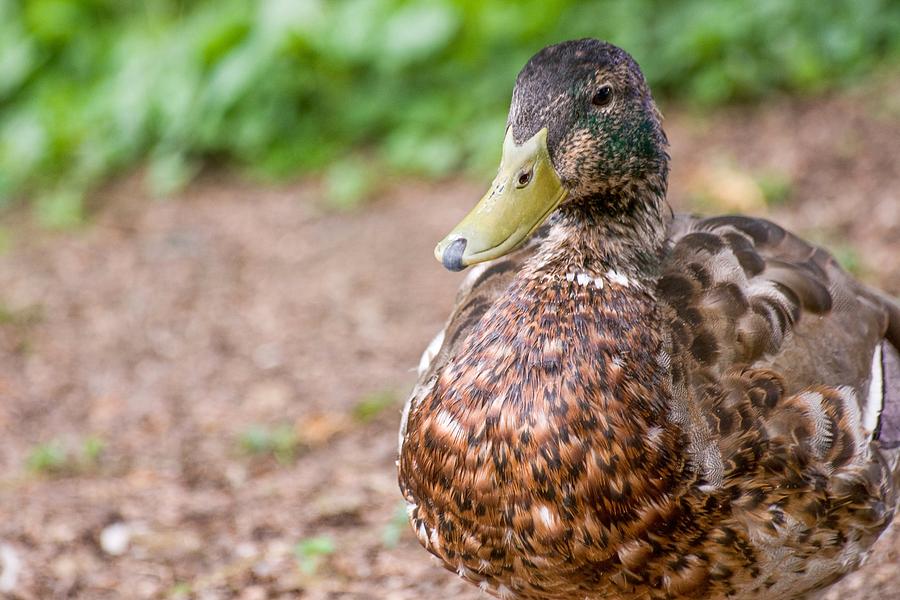 Artsy Duck Photograph by Don Northup