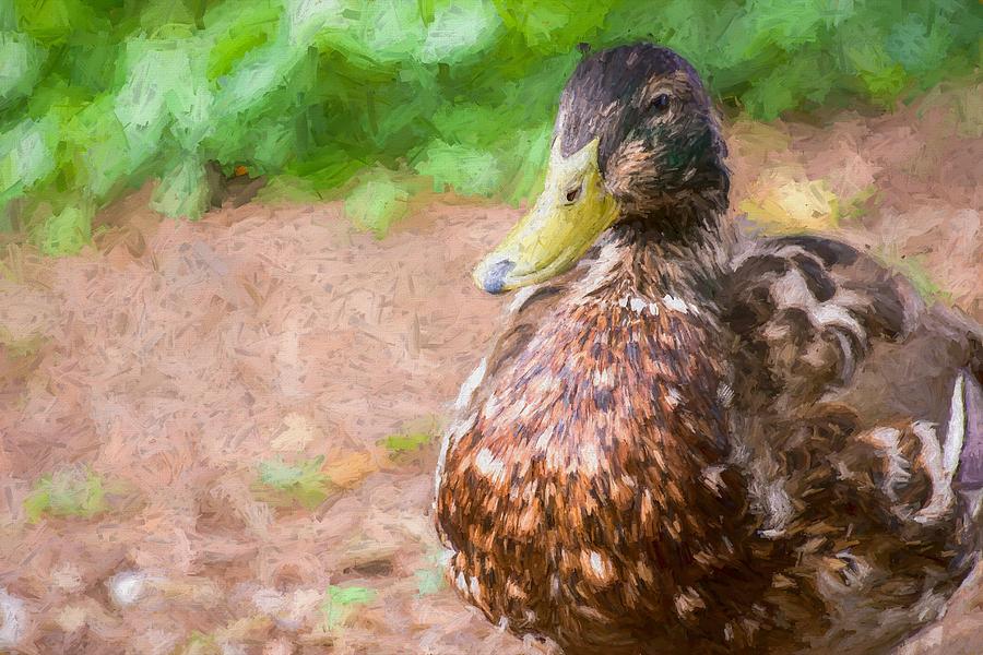 Artsy Duck Hopper Photograph by Don Northup
