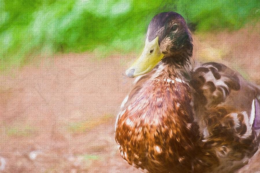 Artsy Duck Painted Photograph by Don Northup