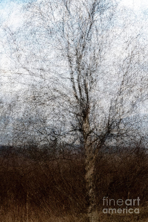 Artsy Tree by Jim Hatch Artsy Tree by Jim Hatch