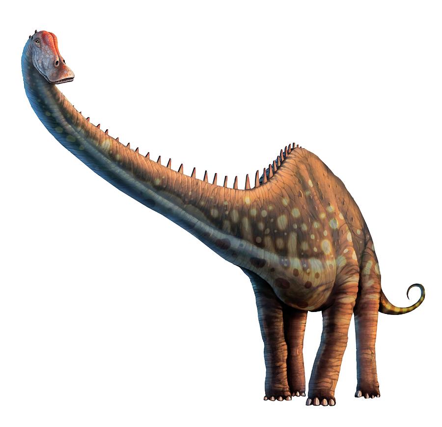Artwork Of A Diplodocus Dinosaur Digital Art by Mark Garlick